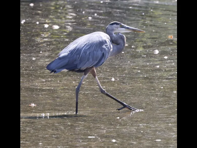 A great blue heron at Hager Pond in Marlborough, photographed by Steve Forman.