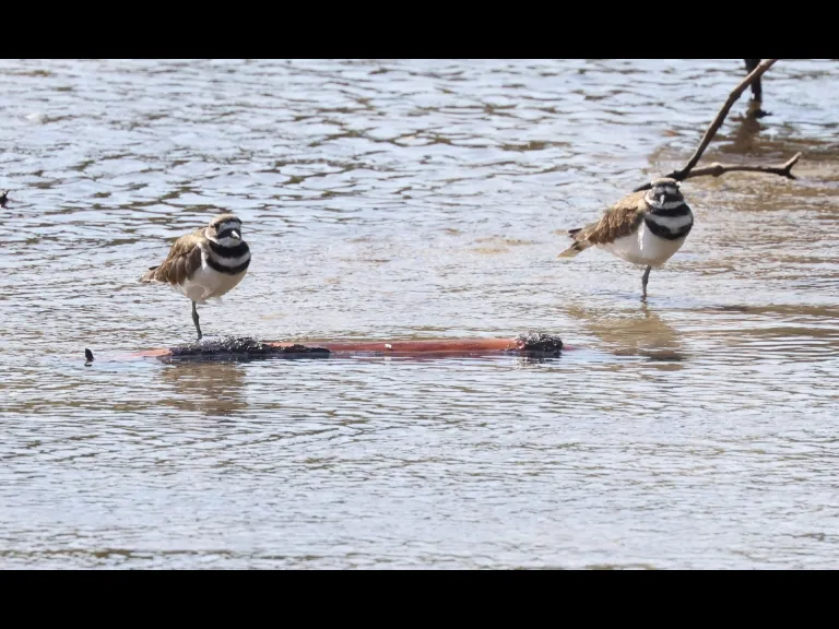 Killdeer at Hager Pond in Marlborough, photographed by Steve Forman.