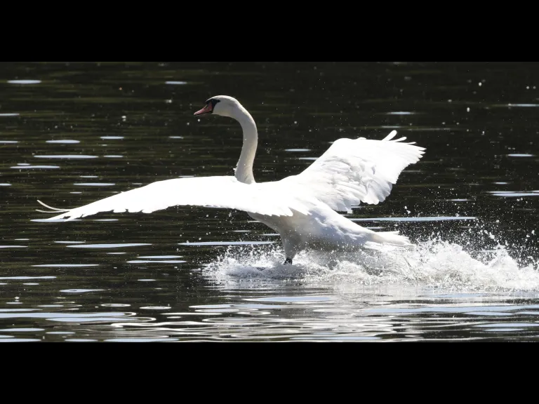 A mute swan at Hager Pond in Marlborough, photographed by Steve Forman.