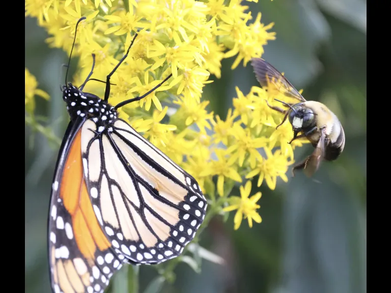 A monarch butterfly feeding at goldenrod in Breakneck Hill Conservation Land in Southborough.
