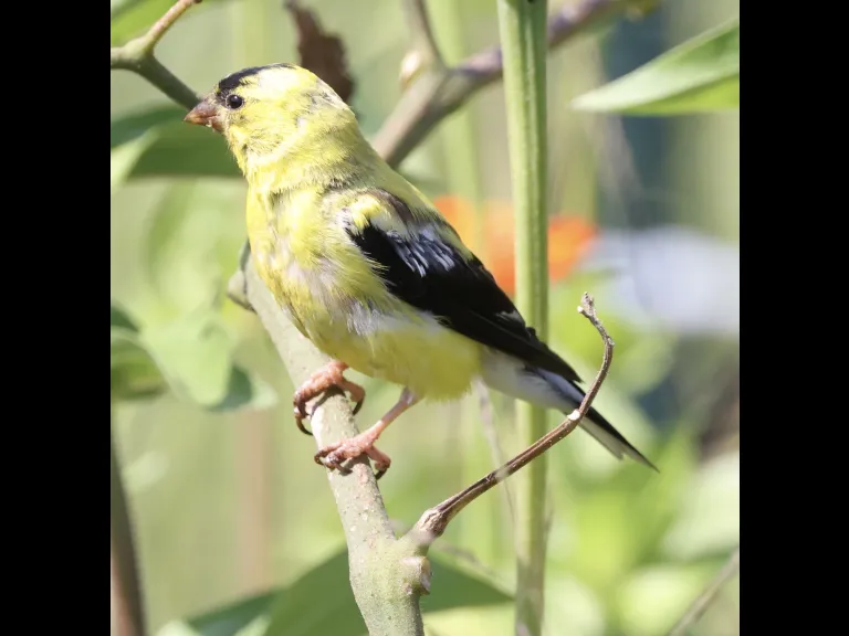 An American goldfinch at Breakneck Hill Conservation Land in Southborough.