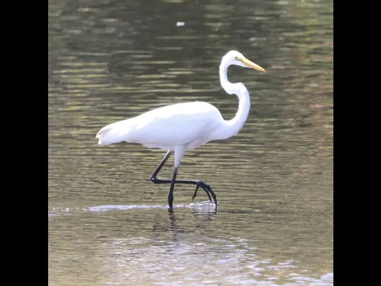 A great egret at Hager Pond in Marlborough, photographed by Steve Forman.