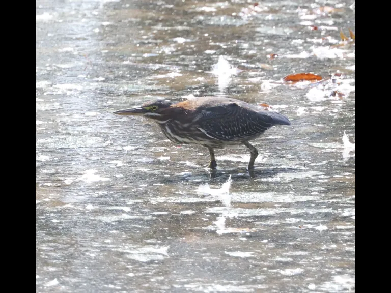 A green heron at Hager Pond in Marlborough, photographed by Steve Forman.