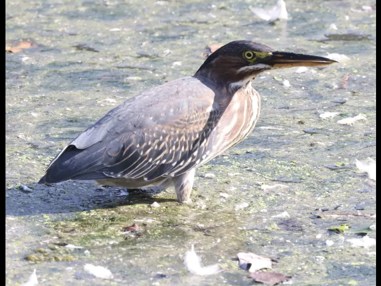 A green heron at Hager Pond in Marlborough, photographed by Steve Forman.