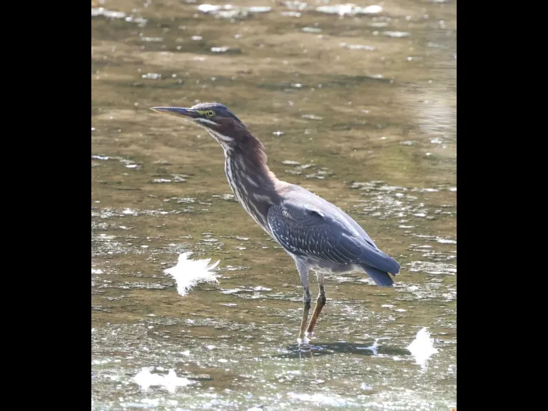 A green heron at Hager Pond in Marlborough, photographed by Steve Forman.