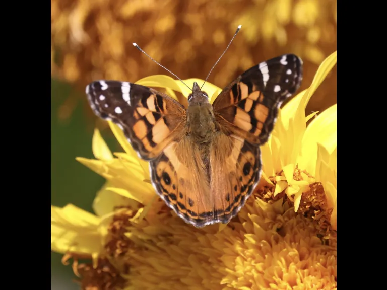 An American lady butterfly at Breakneck Hill Conservation Land in Southborough.