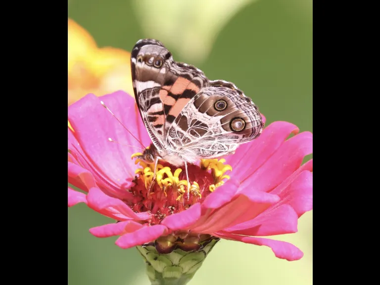 An American lady butterfly at Breakneck Hill Conservation Land in Southborough.