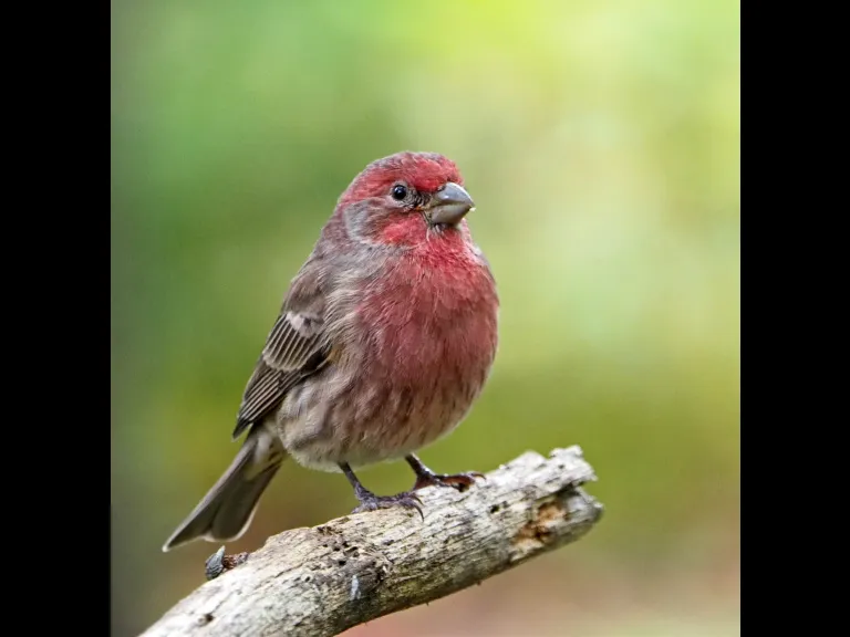 A house finch in Framingham, photographed by Joan Chasan. A house finch in Framingham, photographed by Joan Chasan.