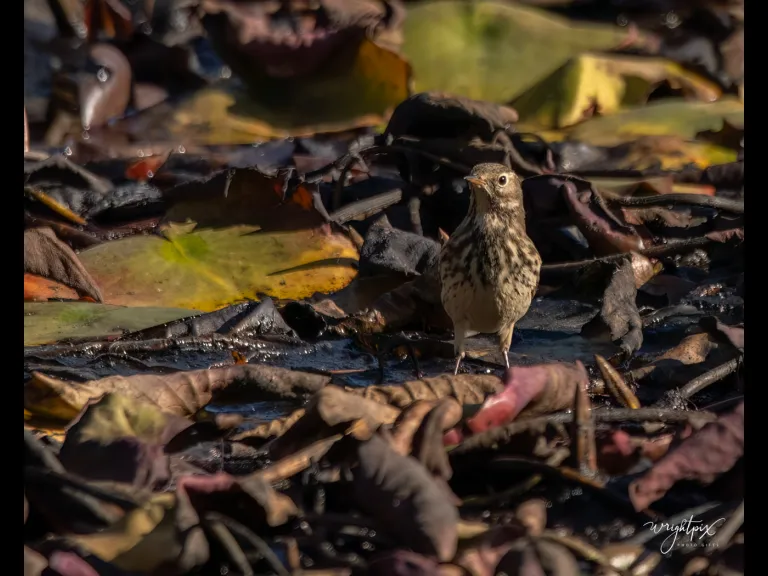 An American pipit at Wayne F. MacCallum Wildlife Management Area in Westborough, photographed by Nancy Wright.