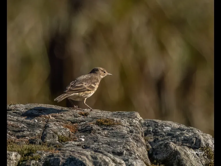 An American pipit at Wayne F. MacCallum Wildlife Management Area in Westborough, photographed by Nancy Wright.