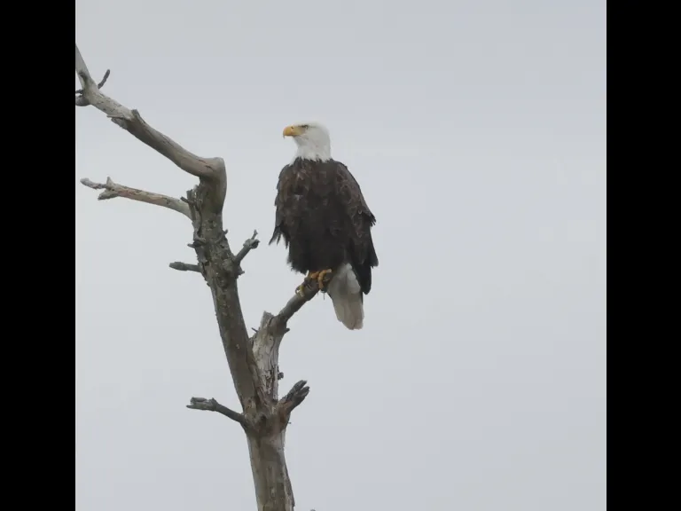 A bald eagle at Sudbury Reservoir in Southborough, photographed by Steve Forman.