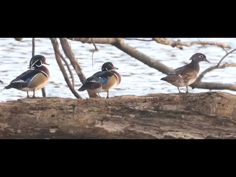 Wood ducks at Hager Pond in Marlborough, photographed by Steve Forman.