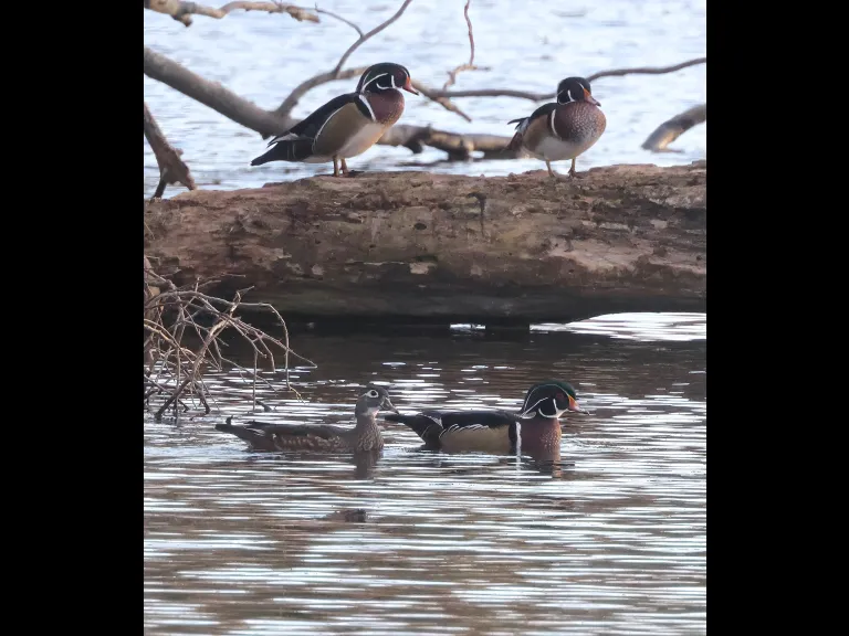 Wood ducks at Hager Pond in Marlborough, photographed by Steve Forman.