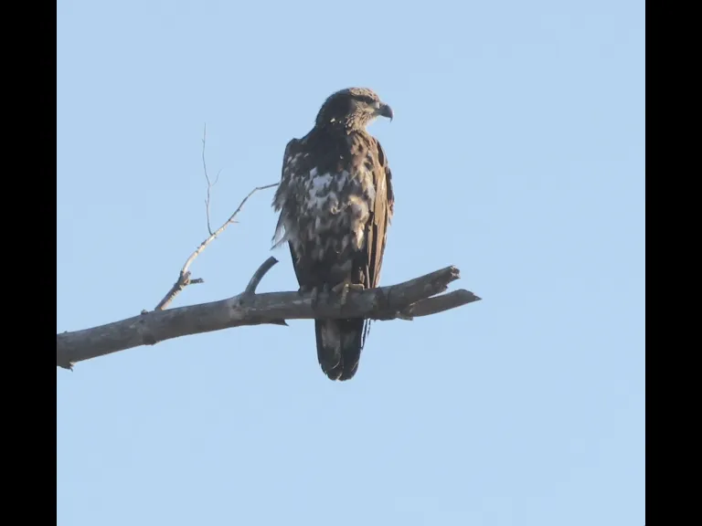A bald eagle at Hager Pond in Marlborough, photographed by Steve Forman.