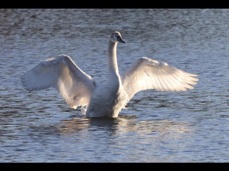 A mute swan at Hager Pond in Marlborough, photographed by Steve Forman.