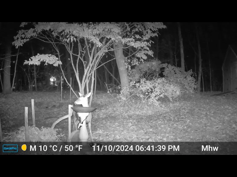 A white-tailed deer in Frmaingham, photographed with an automatically triggered wildlife camera by Michael Welles.
