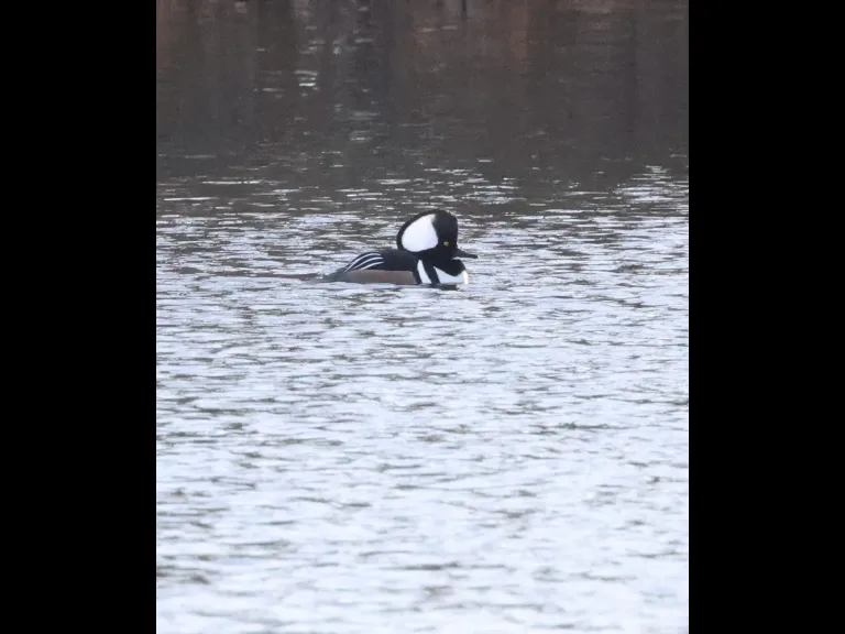 A hooded merganser at Hager Pond in Marlborough, photographed by Steve Forman.