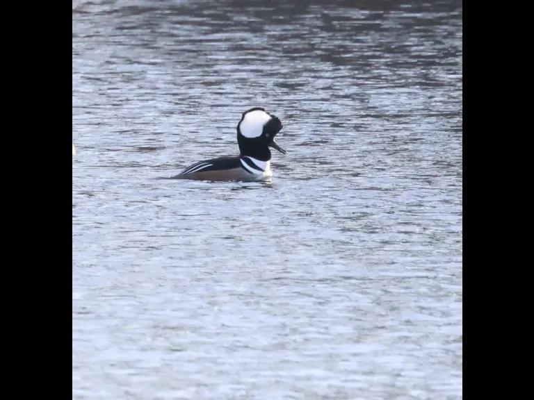 A hooded merganser at Hager Pond in Marlborough, photographed by Steve Forman.
