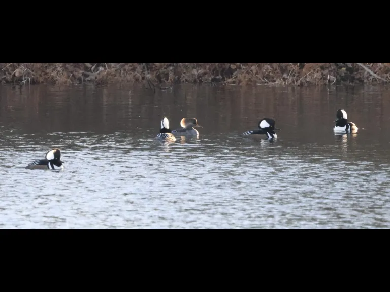 Hooded mergansers at Hager Pond in Marlborough, photographed by Steve Forman.