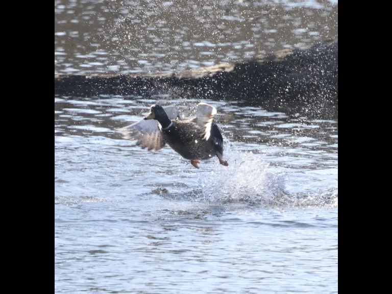 A mallard at Hager Pond in Marlborough, photographed by Steve Forman.