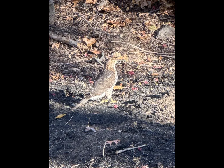 A Cooper's hawk in Framingham, photographed by Michael Welles.