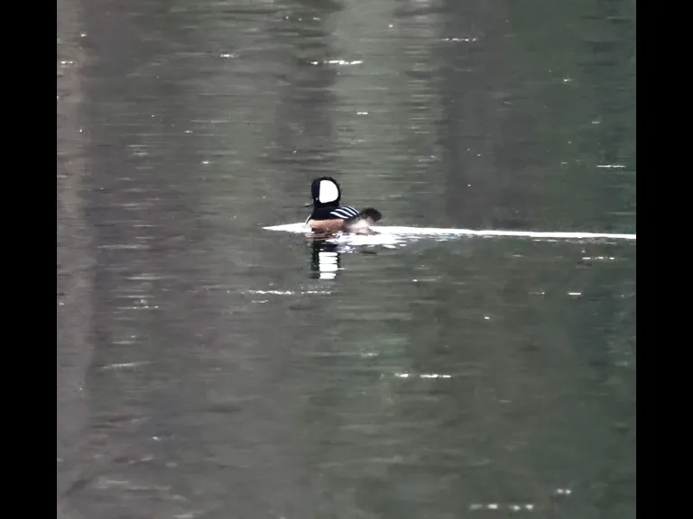 A hooded merganser at Hager Pond in Marlborough, photographed by Steve Forman.