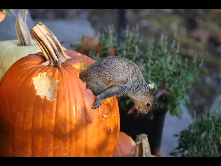 A gray squirrel in a pumpkin in Sudbury, photographed by Stephen Capistron.