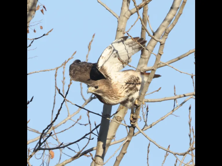 A red-tailed hawk at Breakneck Hill Conservation Land in Southborough, photographed by Steve Forman.