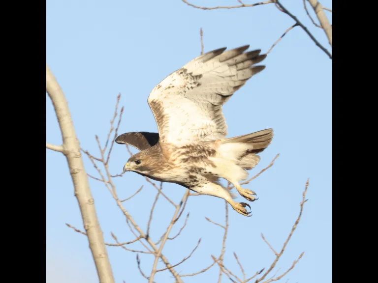 A red-tailed hawk at Breakneck Hill Conservation Land in Southborough, photographed by Steve Forman.