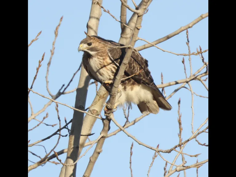 A red-tailed hawk at Breakneck Hill Conservation Land in Southborough, photographed by Steve Forman.
