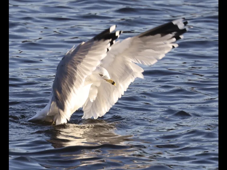 A ring-billed gull at Hager Pond in Marlborough, photographed by Steve Forman. A ring-billed gull at Hager Pond in Marlborough, photographed by Steve Forman.