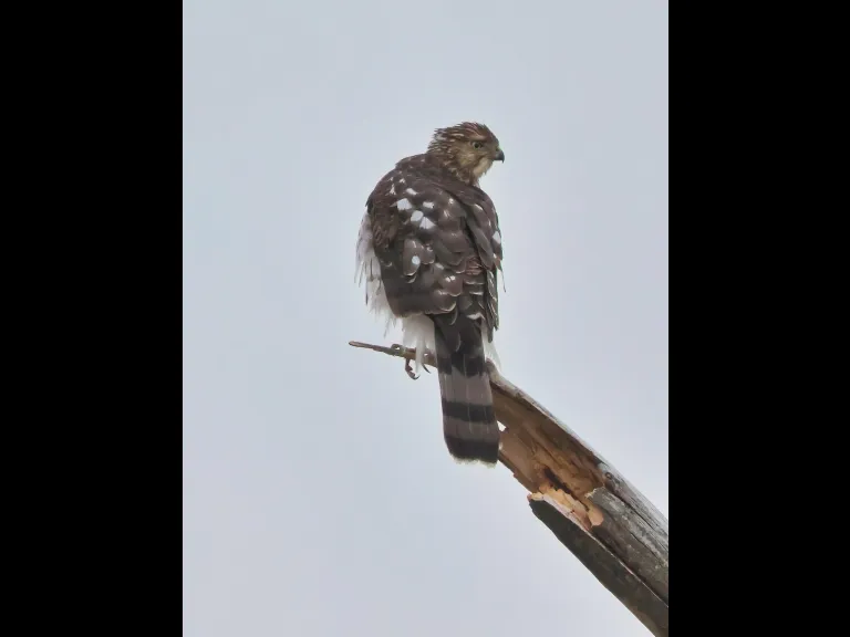 A Cooper's hawk at Breakneck Hill Conservation Land in Southborough, photographed by Steve Forman.