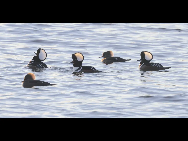 Hooded mergansers at Chauncy Pond in Westborough, photographed by Steve Forman.