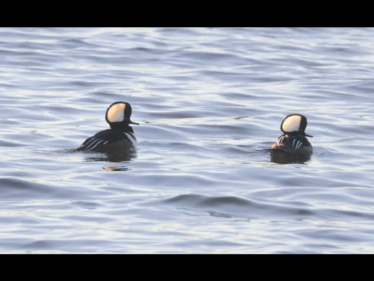 Hooded mergansers at Chauncy Pond in Westborough, photographed by Steve Forman.