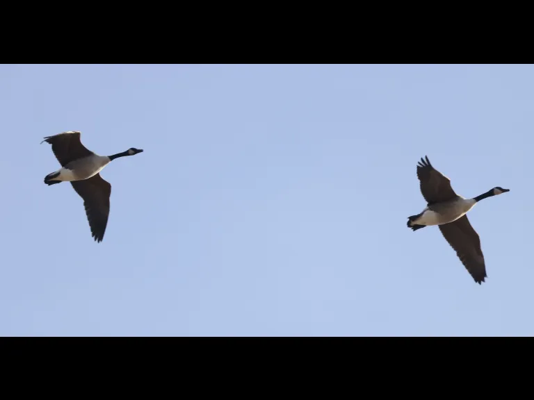 Canada geese at Breakneck Hill Conservation Land in Southborough, photographed by Steve Forman.