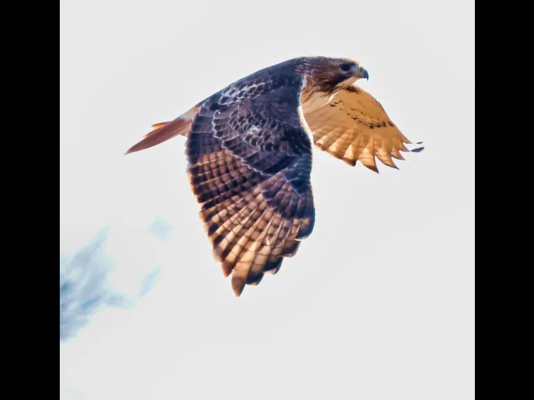 A red-tailed hawk at Breakneck Hill Conservation Land in Southborough, photographed by Steve Forman.
