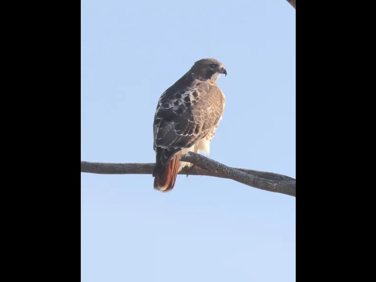A red-tailed hawk at Breakneck Hill Conservation Land in Southborough, photographed by Steve Forman.