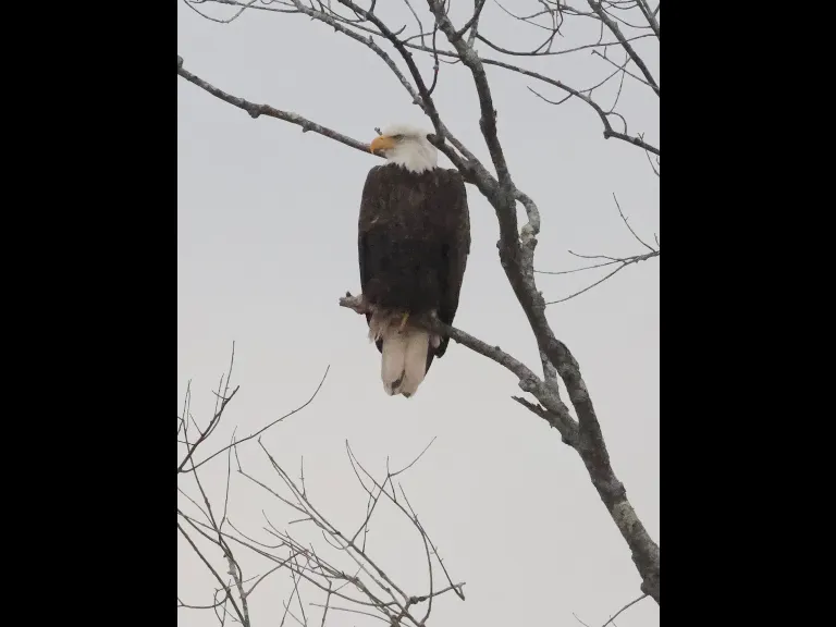 A bald eagle in Wayland, photographed by Steve Forman.