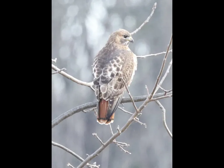 A red-tailed hawk at Breakneck Hill Conservation Land in Southborough, photographed by Steve Forman.