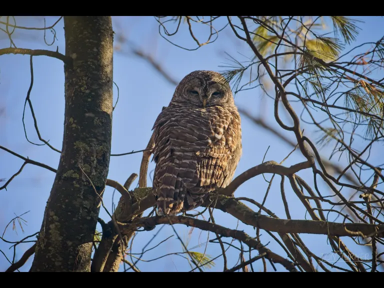 A barred owl in Bolton, photographed by Jon Turner.