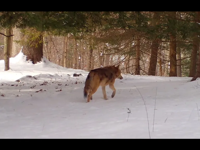 A coyote in Framingham, photographed with an automatically triggered wildlife camera by Margaret McKane. A coyote in Framingham, photographed with an automatically triggered wildlife camera by Margaret McKane.