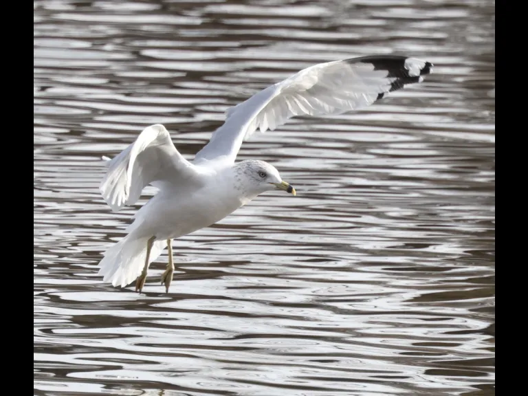 A ring-billed gull at Hager Pond in Marlborough, photographed by Steve Forman.
