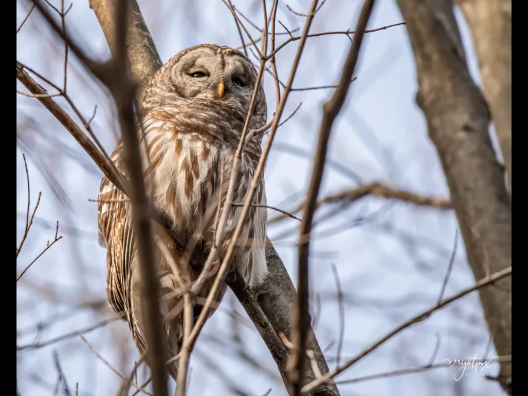 A barred owl in Westborough, photographed by Nancy Wright.
