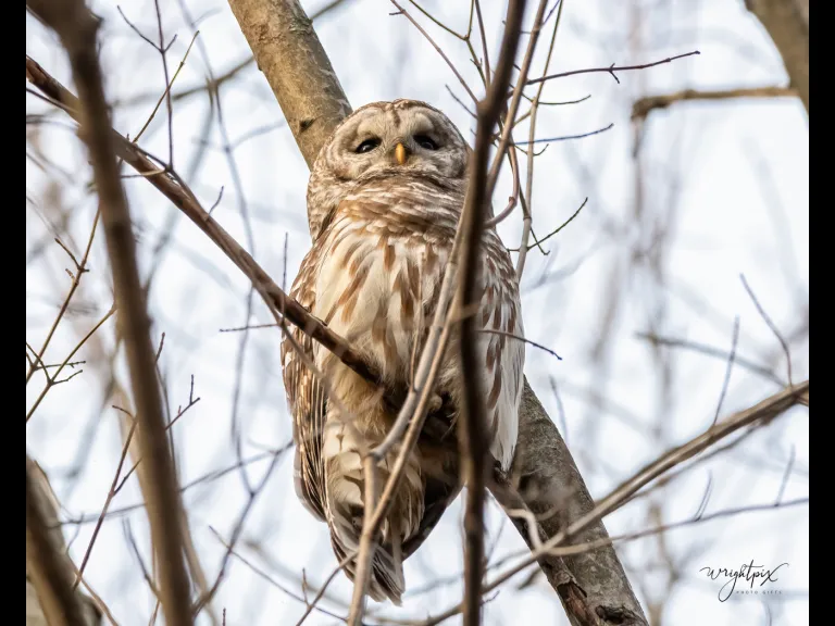 A barred owl in Westborough, photographed by Nancy Wright.