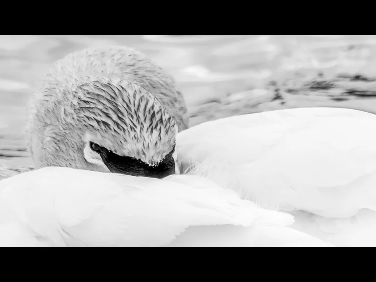A trumpeter swan at Mill Pond in Westborough, photographed by Nancy Wright.
