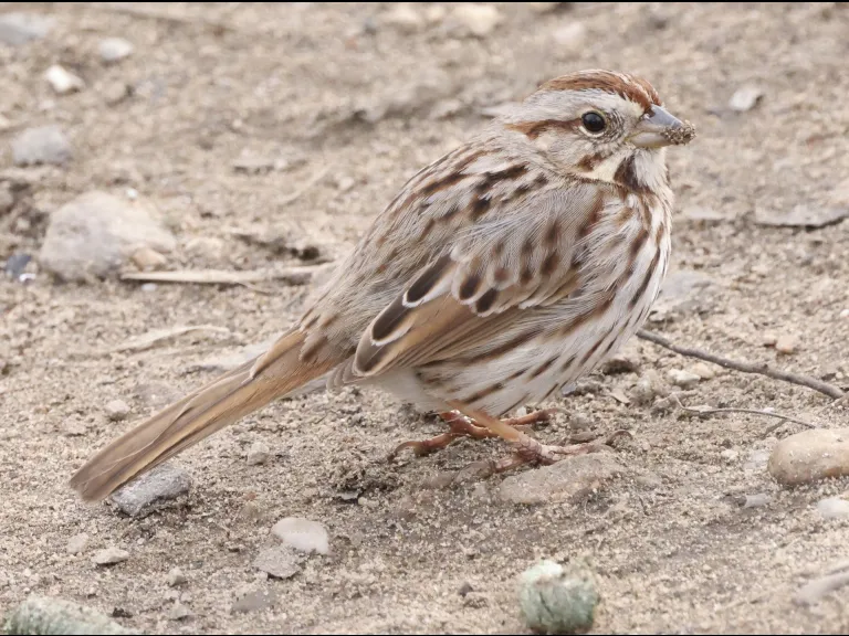 A song sparrow at Hager Pond in Marlborough, photographed by Steve Forman.