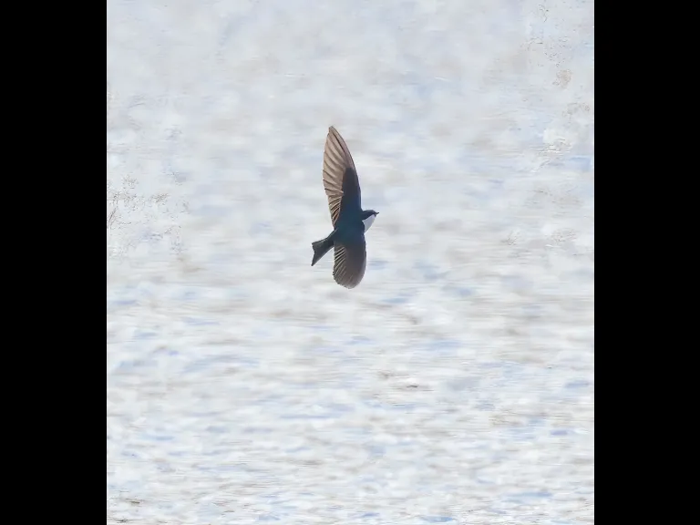 A tree swallow at Hager Pond in Marlborough, photographed by Steve Forman.