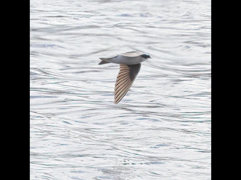 A tree swallow at Hager Pond in Marlborough, photographed by Steve Forman.