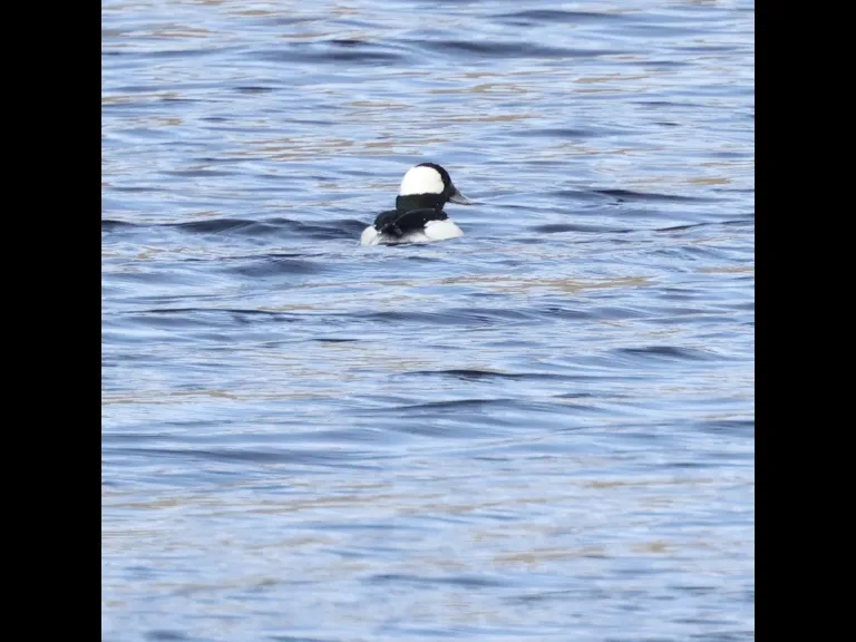 A bufflehead on the Sudbury Reservoir in Southborough, photographed by Steve Forman.