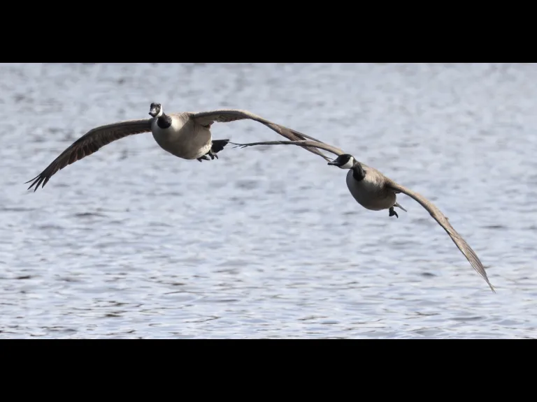 Canada geese at Hager Pond in Marlborough, photographed by Steve Forman.